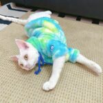 Gradient Sphynx Cat Clothes Warm Hooded Sweater - Image 9