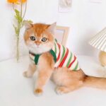 Summer Clashing Cat Vest 3 Color Pet Clothes - Image 12