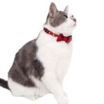 British Style Gentleman Cat Collar - Image 3