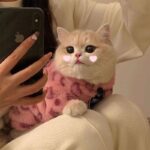 Cat Clothes 3 Color Winter Plush Warm Sweatshirts - Image 2