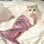 Mermaid Cat Costume Funny Photo Prop Clothes