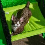 Halloween  Gothic Cat Bed Hammock Green Scratching Board - Image 4