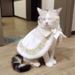 Sphynx Cat Clothes Warm Upscale Couple Cape - Image 11