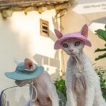 Hairless Cat Clothes Devon 16 Color Sunscreen Sun Hat - Image 2