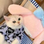 Cat Clothes 3 Color Winter Plush Warm Sweatshirts - Image 6