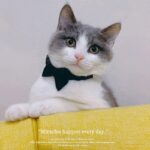 Classic Suit Bow Cat Collar - Image 4
