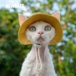 Hairless Cat Clothes Devon 16 Color Sunscreen Sun Hat