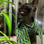 Solid Color Warm Sphynx Hairless Cat Green Clothes - Image 7