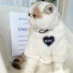 Cat Clothes 3 Color Winter Plush Warm Sweatshirts - Image 11