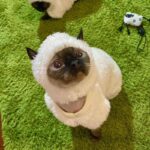 Sheep Funny Costume Hairless Cat Halloween Clothes - Image 10