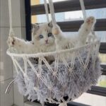 Cat Hammock Nest Handmade Cotton Rope Swing Bed - Image 5
