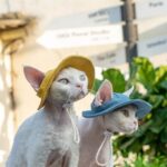 Hairless Cat Clothes Devon 16 Color Sunscreen Sun Hat - Image 3