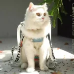 Cat Carrier Front Pack Sling Bag 8 Color Backpack - Image 7