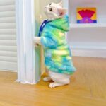 Gradient Sphynx Cat Clothes Warm Hooded Sweater - Image 2