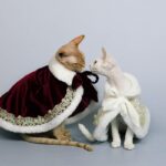 Sphynx Cat Clothes Warm Upscale Couple Cape - Image 9
