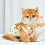 Rustic Cat Pumpkin Pants 2 Color Pet Clothes - Image 6
