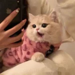 Cat Clothes 3 Color Winter Plush Warm Sweatshirts - Image 3