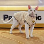 Soft Lambswool Hairless Cat Clothes - Image 7