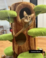Luxury Cat Tree Looks Like Tree Tall Climbing Frame - Image 19