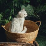 Pure Manual Wicker Cat Bed Four Seasons General - Image 4