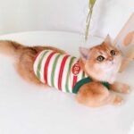Summer Clashing Cat Vest 3 Color Pet Clothes - Image 11