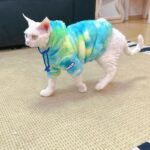 Gradient Sphynx Cat Clothes Warm Hooded Sweater - Image 6