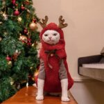 Hairless Cat Clothes Christmas Elk Vest Hoodie - Image 5