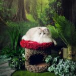 Mushroom Forest Cat Tree Climbing Frame - Image 6
