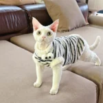 Cute Zebra Stripe Warm Clothes for Hairless Cats - Image 7