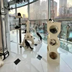 Luxury Minimalist Cat Climbing Tree Scratching Bed - Image 4
