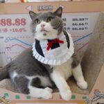 Maid Cat Cosplay Costume Cute Collar Bib - Image 2