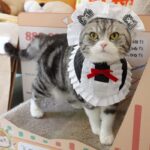 Maid Cat Cosplay Costume Cute Collar Bib - Image 6