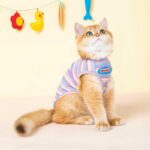 Mrduanju Rainbow Cat Vest Warm Pet Clothes - Image 2