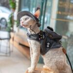 Cowboy Hairless Cat Clothes Hat Sphynx Leash - Image 9