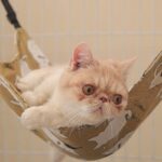 Cat Hammock 3 Color Summer Double Sided Bed - Image 4