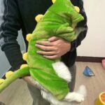 Funny Warm Cat Dinosaur Clothes 2 Style - Image 4