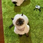 Sheep Funny Costume Hairless Cat Halloween Clothes - Image 11