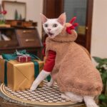 Hairless Cat Clothes Christmas Elk Vest Hoodie - Image 6
