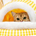 Cat Warm Bag Soft 2 Color Backpack Cat Carrier Front Pack - Image 4