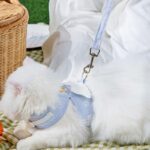 Star Cat harness Wings 2 Color Large Carrier Leash Set - Image 4