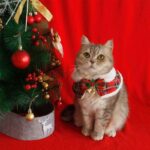Christmas Cat Hooded Clothes Warm Cape - Image 4