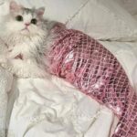 Mermaid Cat Costume Funny Photo Prop Clothes - Image 2