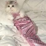 Mermaid Cat Costume Funny Photo Prop Clothes - Image 3