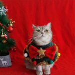 Christmas Cat Clothes Cute Hat Bib - Image 2