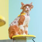 Cowboy Hairless Cat Clothes Hat Sphynx Leash - Image 21