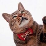 College Style Bow Cat Collar - Image 7