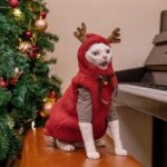 Hairless Cat Clothes Christmas Elk Vest Hoodie - Image 8