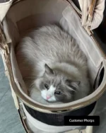 Luxury Detachable Cat Carrier Rolling Stroller - Image 18