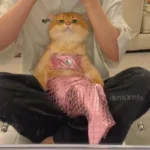 Mermaid Cat Costume Funny Photo Prop Clothes - Image 7