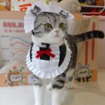 Maid Cat Cosplay Costume Cute Collar Bib - Image 3